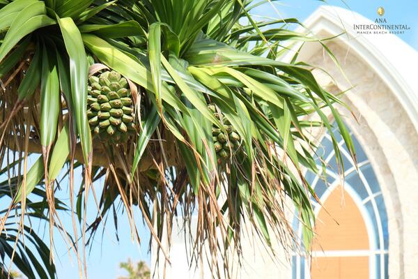 anaicmanzabeach's tweet image. Takonoki(screw pine) in front of the Aqua Luce Chapel.   facebook.com/ANAInterContin… #Okinawa #Manza  #ScrewPine