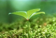 CandyMo3's tweet image. The Spring is coming~~