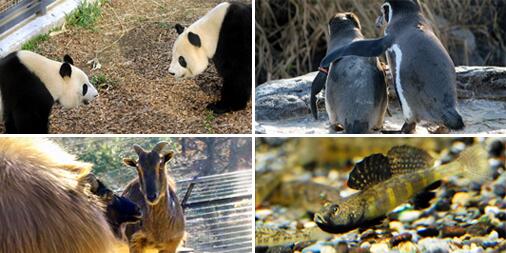 動物の恋の駆け引き 繁殖行動テーマのガイドツアー 都内の動物園 水族館で R16の会場も ねとらぼ
