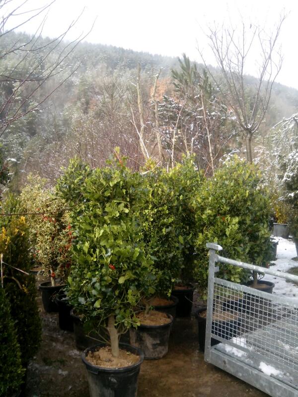 Ilex aquifolium.