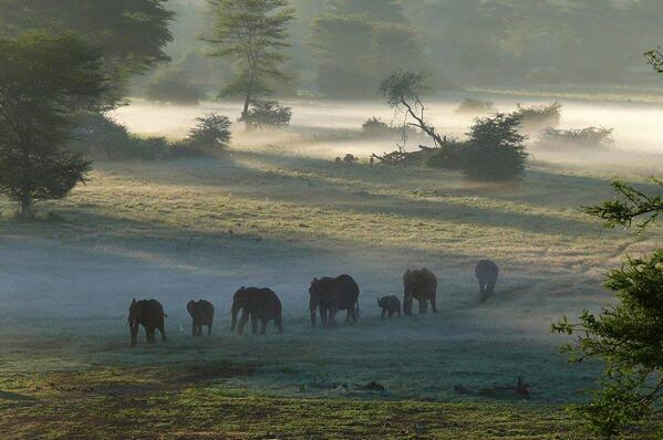 Gabriele_Corno's tweet photo. The Journey, South Africa by PMaffioletti #Elephants #Africa #mystic http://t.co/009sJ3hKRp