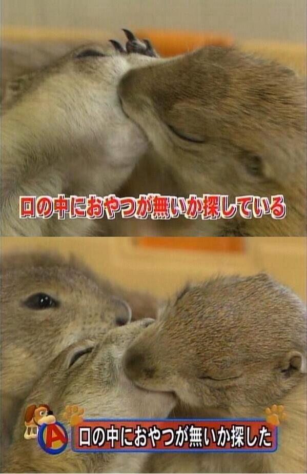 ぱぴゅんは今年も生きる これはもうトレスするしかないんじゃないですか ねぇ 皆さん Http T Co 35rnegjl5q