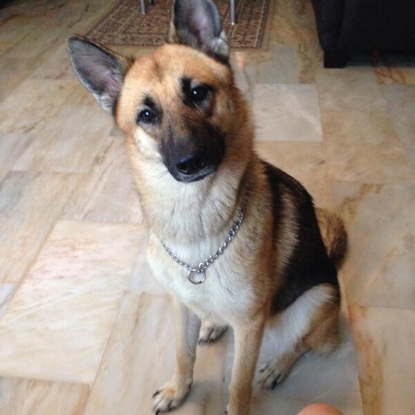 janclp's tweet photo. Brownie ran away from home! Pls inform me if you see a female German shepherd! Help to share! http://t.co/VJzr0dgM9D