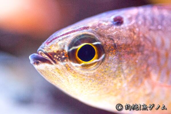 yomics's tweet image. ネンブツダイと思われているが実はクロホシイシモチ！
ハイビジョン動画もあり！comiya.net/fish/order/suz…
ただいま飼育中！