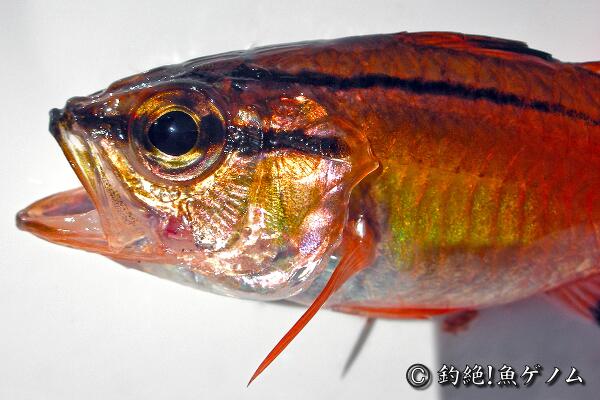 yomics's tweet image. で、こっちが本物のネンブツダイ！comiya.net/fish/order/suz…