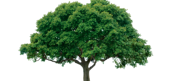 NASA Soon Able to 3D Print Trees - 3dprint.com/nasa-soon-able…