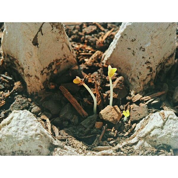 ecotechie's tweet photo. #SeedViability #Project success. This #Garden is gonna rock! #UrbanGardenersRepublic #VSCOcam http://t.co/h2QzK4SSvn