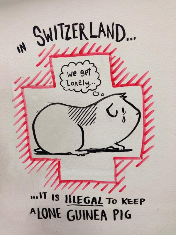 scriberian's tweet image. In Switzerland it is illegal to keep a lone guinea pig #thingwelearnttoday