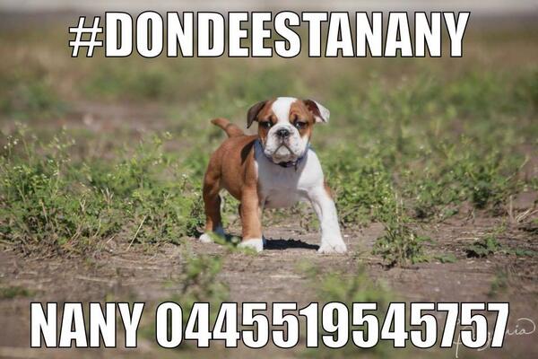 Nany se extravió en el centro de <a href="/AtizapanZ/">Atizapán de Zaragoza</a>, ayuda a que vuelva con <a href="/ERI_ELIZAB/">EƦικα Pɪɴᴛᴏʀ 🇲🇽</a>  #EncuentraPerros