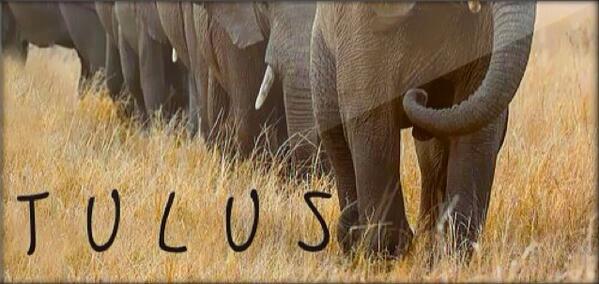 #AlbumGajahTulus <a href="/tulusm/">Tulus</a>