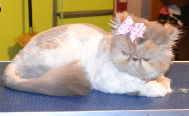 I know this is wrong, but i think I love this cat! http://t.co/spuFzpO1cg<a href="/tag/christmas"class="tags"><span>#christmas</span></a>