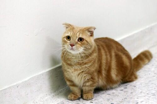 munchkin orange cat
