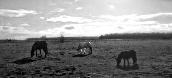 DanielF1995's tweet photo. The beasties this afternoon, enjoying the warm weather ! #likeasummersday #greatweather #nakedponies http://t.co/54y5liMT1J