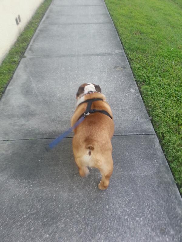 PrissynEJBullys's tweet image. Some construksion wurkers blowed their horn at me on my walk. I mus be lookin guud. #IWurkOwt