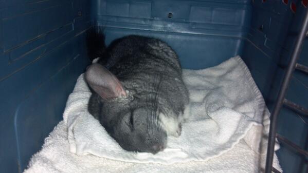 shfluff's tweet image. I suddenly became very sick today and have been at the vet all day today Doctor's think it's something I ate!