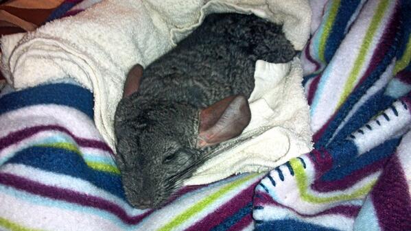 shfluff's tweet image. Pls keep me in ur thoughts that I will pull through! Doc's don't think I'll make it through the night. Mom's very sad