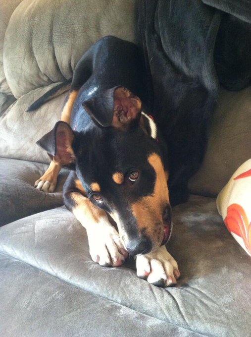 Meet the newest member of our fam, Sadie! Adopted today at the Humane Society! She's a 6mo doberman/beagle/pit<a href="/tag/friskyfriday"class="tags"><span>#friskyfriday</span></a><a href="/tag/logsdonart"class="tags"><span>#logsdonart</span></a>
