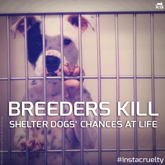 peta's tweet photo. Reason #1,000,000 to support ADOPTING - not BUYING or BREEDING - dogs. RT if you agree! #WKCDogShow #BestInShow http://t.co/8tlzFZ0yrZ