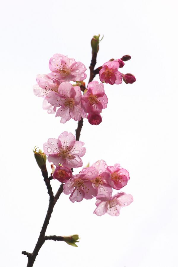 jo1ntw's tweet photo. 館山は今朝も雪が降りましたが、春は近づいている。 http://t.co/Eo1b2aS6Vr