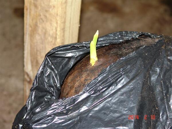 SPARGSPALMS's tweet image. Nuts for Coconuts - germination begins