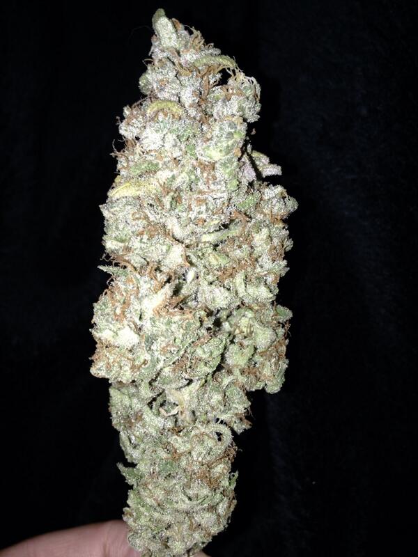 GreenLabz's tweet image. Exodus Cheese #StonerFam #TokingTuesdays #WeedPorn