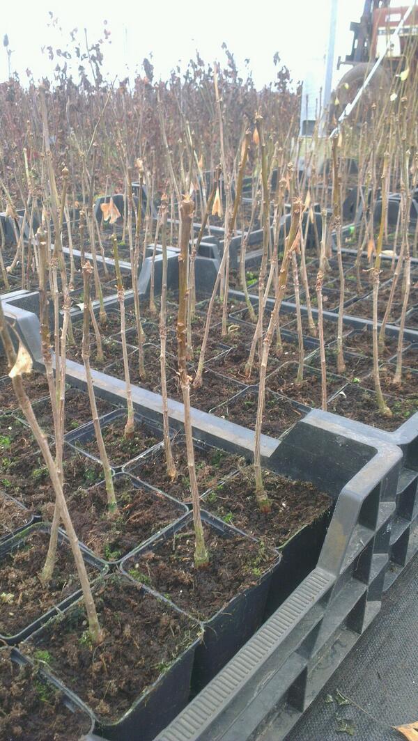 Ginkgo biloba p9 plantgoed gesorteerd er zijn er nog 500 beschikbaar #ginkgo #plantgoed