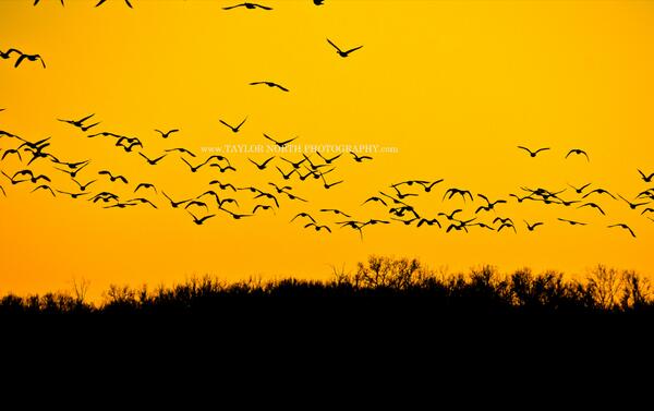 TaylorNorthPics's tweet photo. RT photography #God gave me this sunset last night. #Missouri #Conservation in #StCharles. #geese #stl http://t.co/8PYoKTLyD0