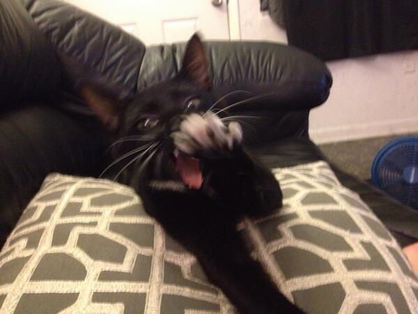 Davecreature tweet picture
