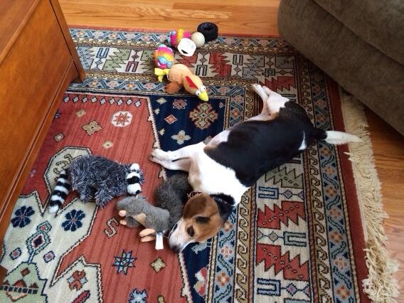 Never quite sure which toy to play with.