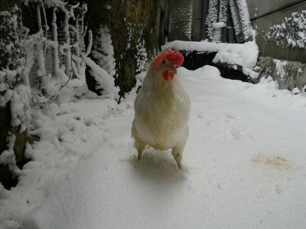 Alvaropmg's tweet photo. @tiempo_rtvcyl gallina en la nieve las navas del marques http://t.co/eKjmYNUxRO
