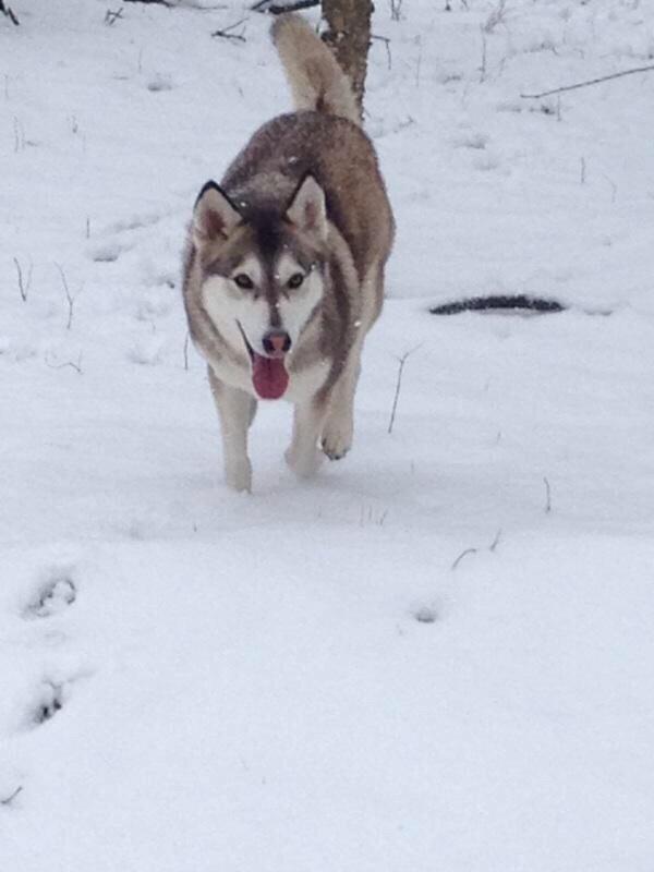 RomeWolvesGameday tweet media