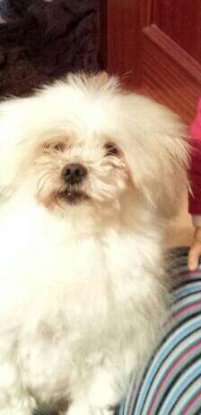 Refugio Kimba tweet media