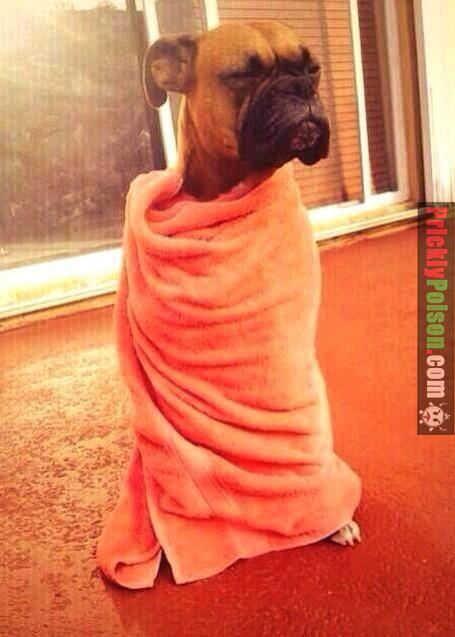 PadgettRoy's tweet photo. “@miilkkk: When I'm waking up from a nap looking for dinner 😂😂😂😂 http://t.co/8E7ezZ7UNs”ME!