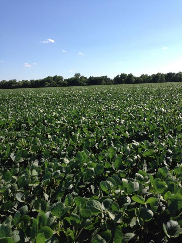 FarmingJones's tweet photo. I wanna be in the fields http://t.co/vTNvrqHn1p