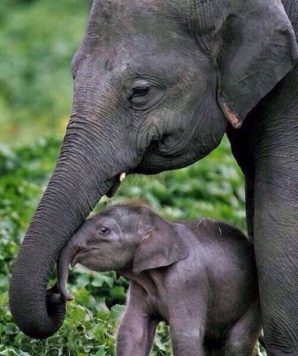 Baby Elephant with mother