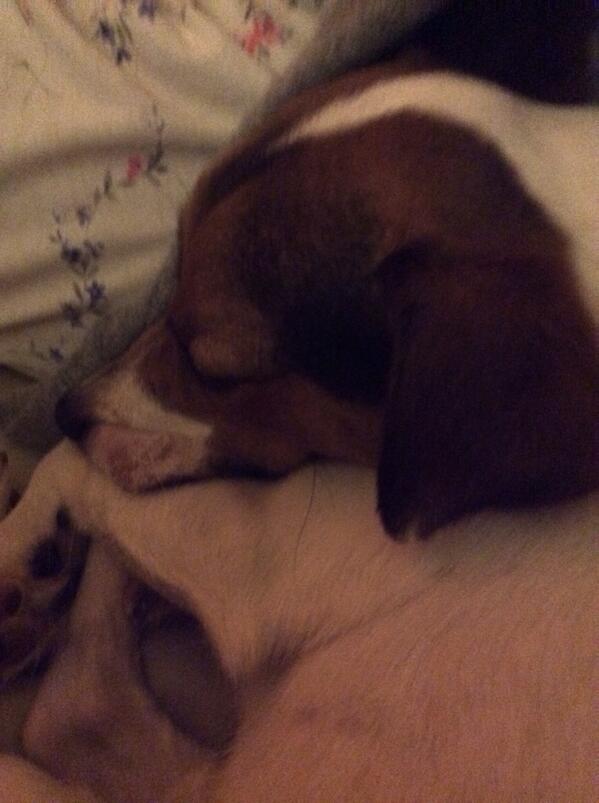 shepenelope's tweet photo. It is sleepy time http://t.co/50mHziYBXJ
