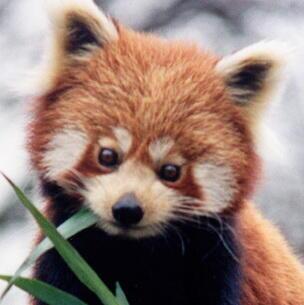 lhorreur404's tweet photo. L'animal sur le logo de Mozilla Firefox n'est pas réellement un renard. C'est un panda roux. http://t.co/zeipB5OOL1