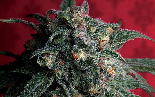 HIGH_TIMES_Mag's tweet photo. Problem: #Glaucoma | #StrainSolution: A-Train http://t.co/JL69LLv08j http://t.co/AQnMcjGNIY