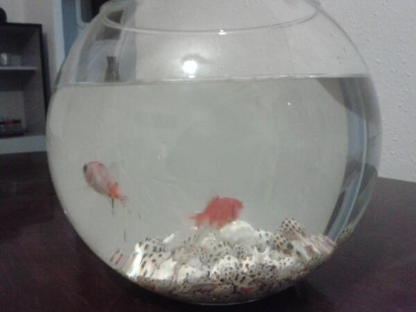 Cris_Reina20's tweet photo. Les noves mascotes del pis :D  @tus_lobor @Joan_Xiki @JosepEEstruch http://t.co/7OFAP8ng3i