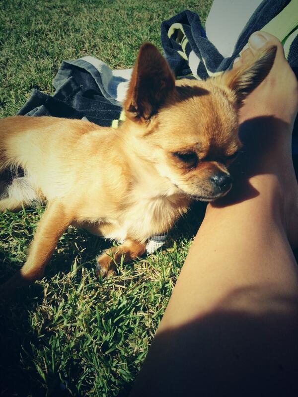 Camila Garib tweet media