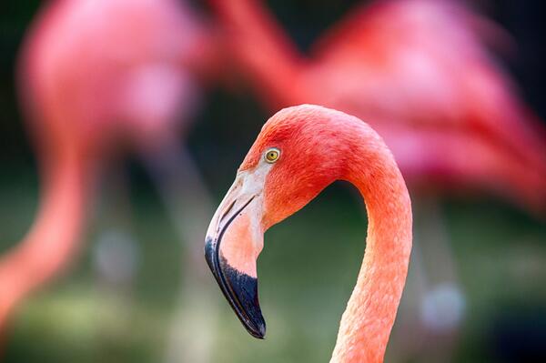 ERiveraPhoto's tweet photo. From a recent trip to the zoo with the fam. #SanDiego#Flamingo#Photography#Photographer#SonyPhotography http://t.co/izTTlPjYtS