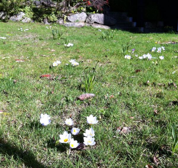 New garden blog is up. This one on Crocus Snow Bunting and Blue Pearl. #Crocus #ssigardens saltspringgardens.com/1/post/2014/02…
