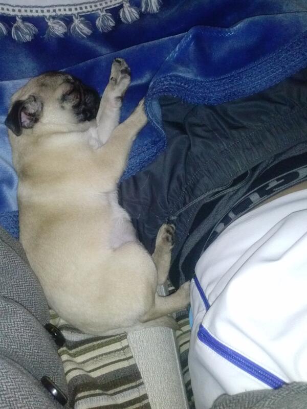 Mariaositos13's tweet photo. No es porque sea mi perra pero esque es preciooosaaa! http://t.co/56XYY8IIjS