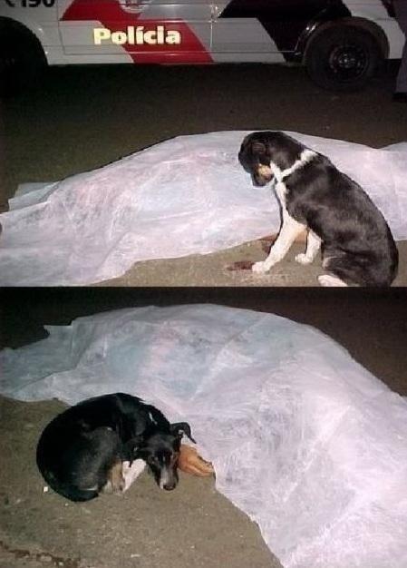 JuanMadridista4's tweet photo. "@Historia_fotos: El perro, el mejor amigo del hombre. http://t.co/IWjm9Xu33u"