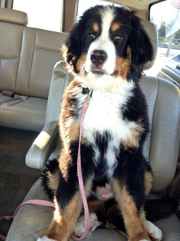 twiminique's tweet photo. She needs to stop growing!!!! Missing my chia ♥️🐾 http://t.co/Wefnreo9Qc