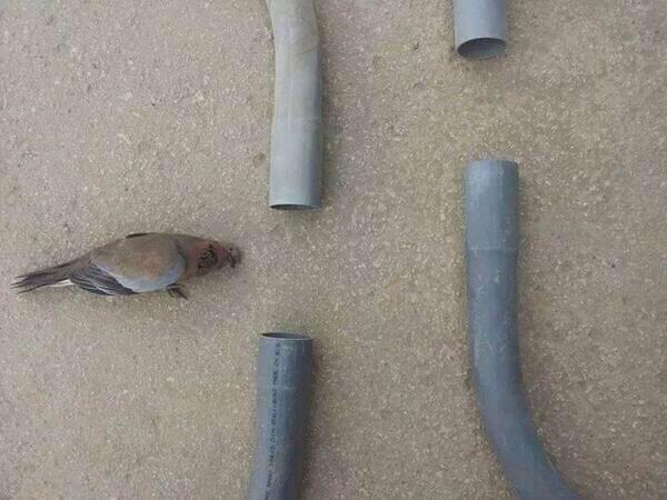 DoraDicas's tweet photo. Jogando Flappy Bird em 3D pq eu posso pq sou rica http://t.co/aiH4UjrsR1