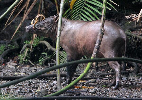 nature_org's tweet photo. Meet the bizarre babirusa &amp; learn why tusks won't protect it w/out #conservation of its home: http://t.co/BohW7U7T9l http://t.co/eQCNvnNRLI