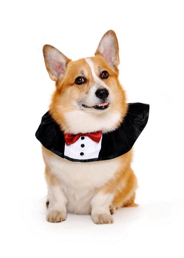 CuteDogs8 tweet picture