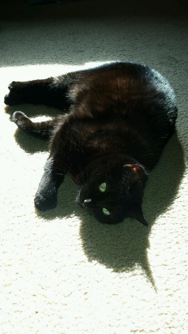 globalhuntsman's tweet photo. HRH Princess Micro Kitty basking in the warm Santa Monica sun #omtz http://t.co/Mhk9BIP1Dj