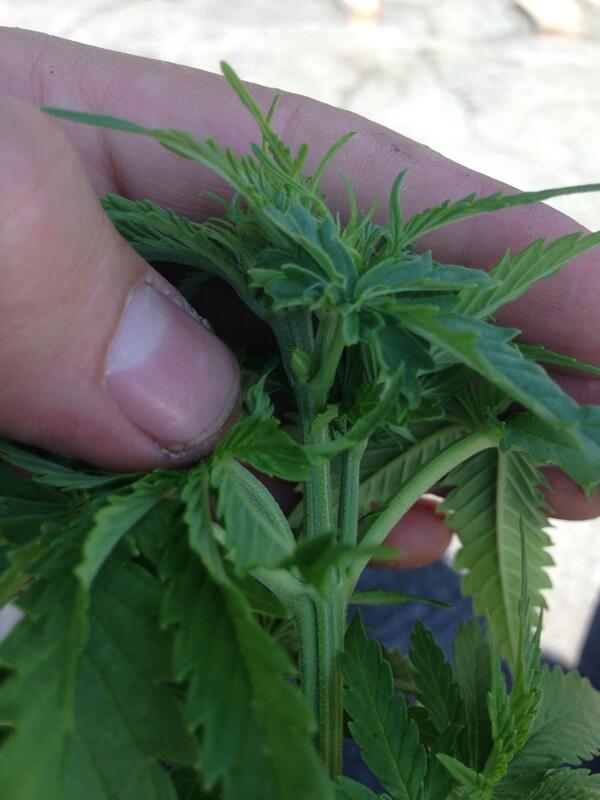 BedsideGrowing tweet picture